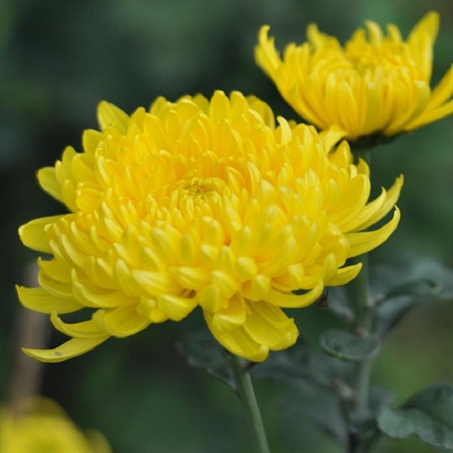 Hoa cúc có tác dụng chữa đau mắt chóng mặt, nhức đầu